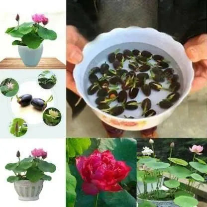 Premium Flower seeds Drpshippr